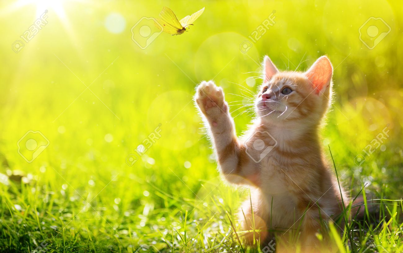 chaton jouant avec un papillon