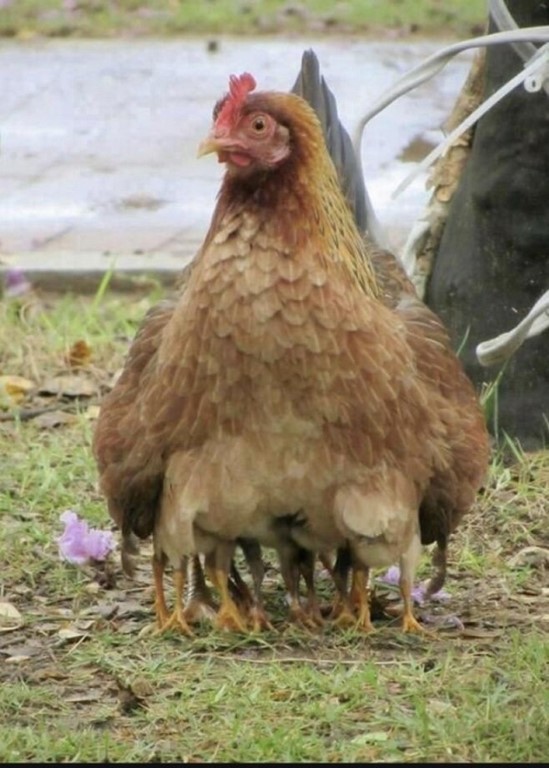 mother hen