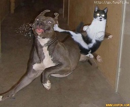 kung fu cat