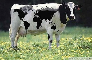 The world on a cow.