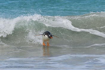 I am surfing