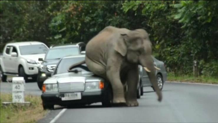 elephant on car - 40 189 1070