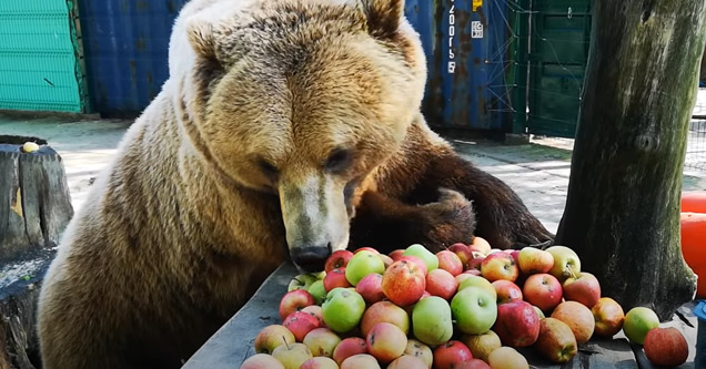 snout - Coon