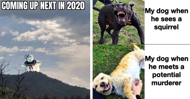 my dog when he sees a squirrel my dog when he sees murder - Coming Up Next In 2020 My dog when he sees a squirrel My dog when he meets a potential murderer