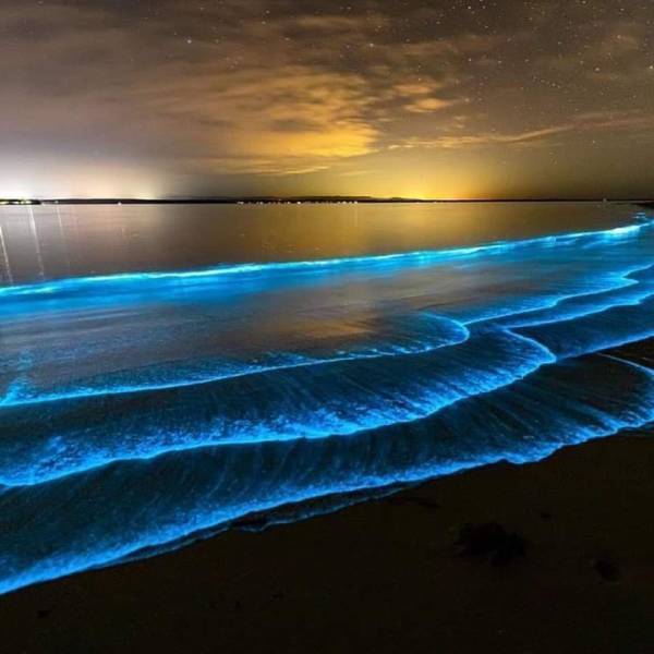 jervis bay bioluminescence