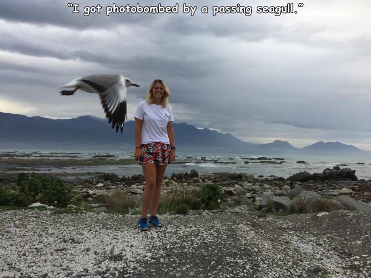 sky - "I got photobombed by a passing seagull.