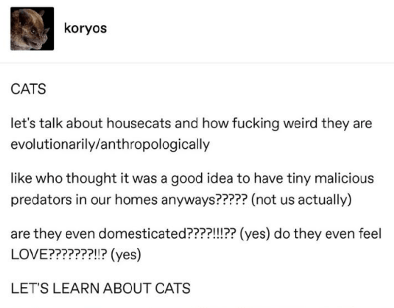 cats domestication post - koryos Cats let's talk about housecats and how fucking weird they are evolutionarilyanthropologically who thought it was a good idea to have tiny malicious predators in our homes anyways????? not us actually are they even domesti