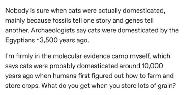 Posterior teeth - Nobody is sure when cats were actually domesticated, mainly because fossils tell one story and genes tell another. Archaeologists say cats were domesticated by the Egyptians 3,500 years ago. I'm firmly in the molecular evidence camp myse