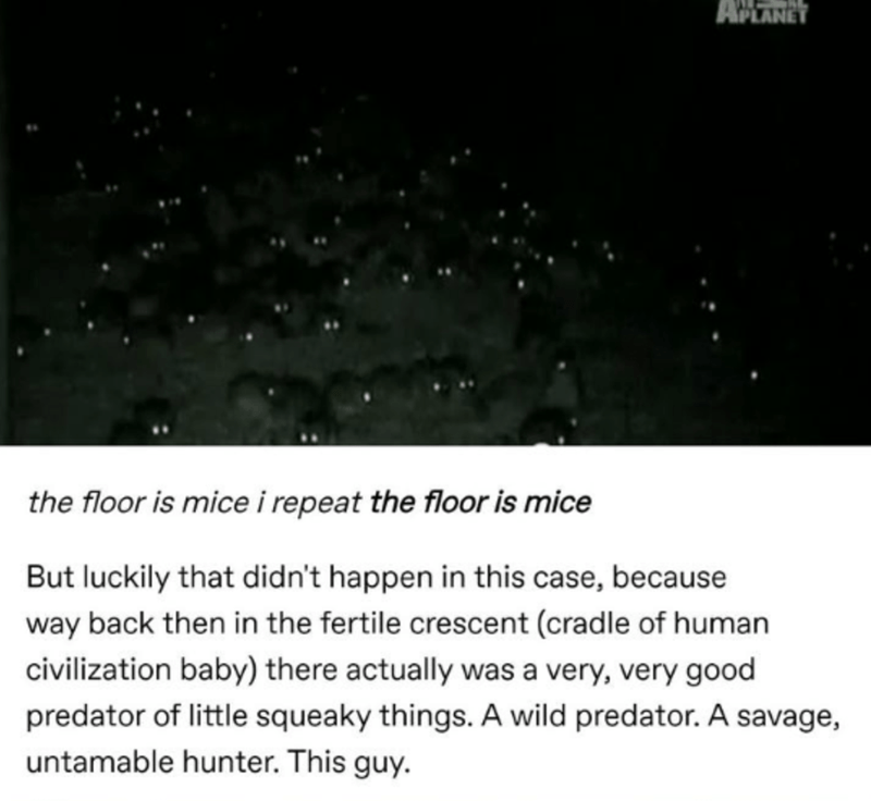 atmosphere - Aplanet the floor is mice i repeat the floor is mice But luckily that didn't happen in this case, because way back then in the fertile crescent cradle of human civilization baby there actually was a very, very good predator of little squeaky 