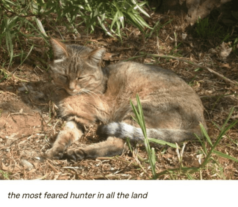 did cats originate - the most feared hunter in all the land