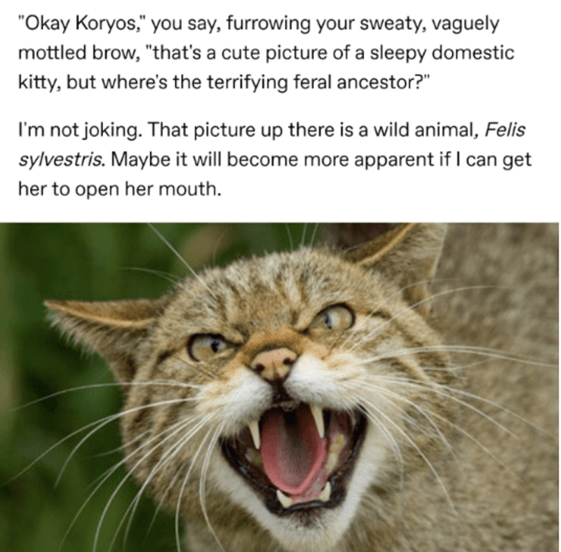 pure scottish wildcat - "Okay Koryos," you say, furrowing your sweaty, vaguely mottled brow, "that's a cute picture of a sleepy domestic kitty, but where's the terrifying feral ancestor?" I'm not joking. That picture up there is a wild animal, Felis sylve