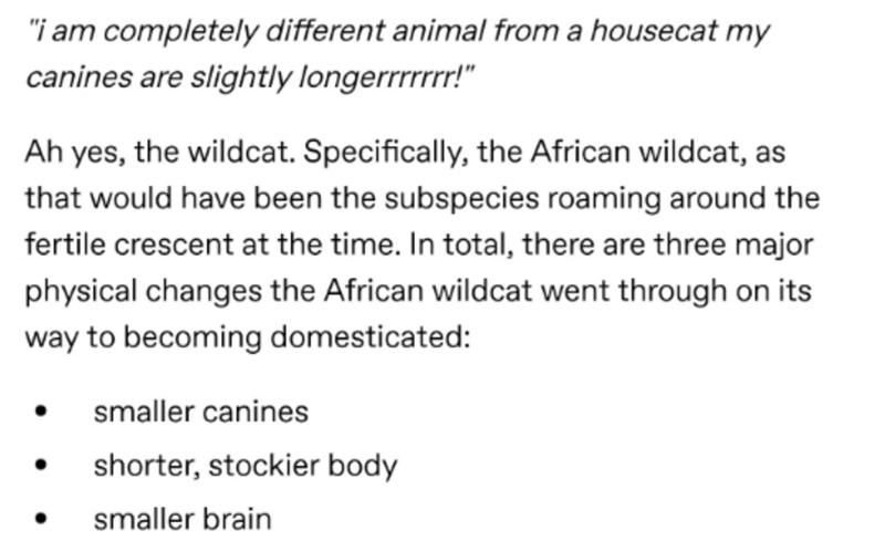 Modulation - "i am completely different animal from a housecat my canines are slightly longerrrrrrr!" Ah yes, the wildcat. Specifically, the African wildcat, as that would have been the subspecies roaming around the fertile crescent at the time. In total,