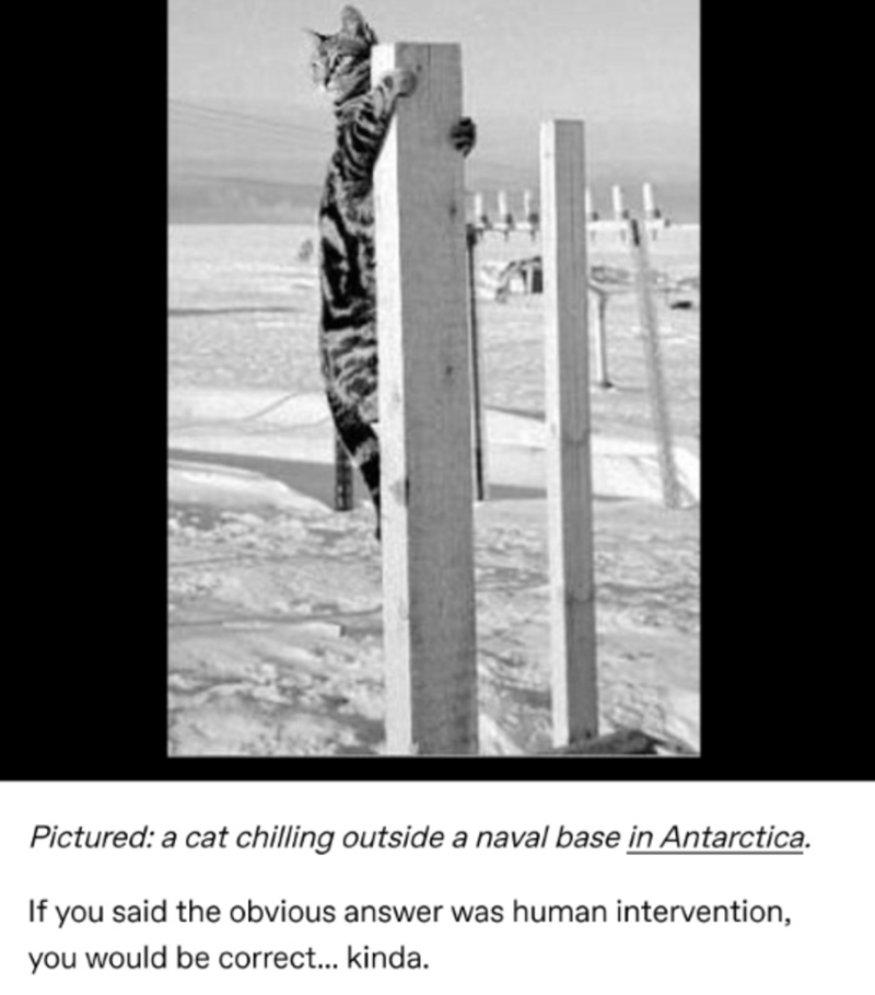monochrome photography - Pictured a cat chilling outside a naval base in Antarctica. If you said the obvious answer was human intervention, you would be correct... kinda.