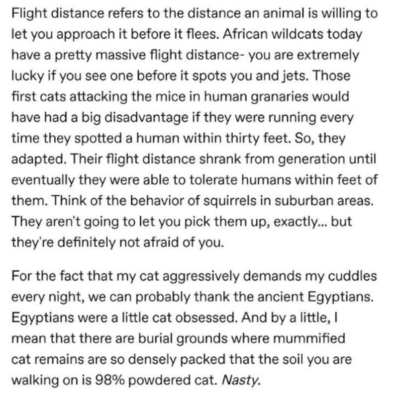 spooky stories - Flight distance refers to the distance an animal is willing to let you approach it before it flees. African wildcats today have a pretty massive flight distance you are extremely lucky if you see one before it spots you and jets. Those fi