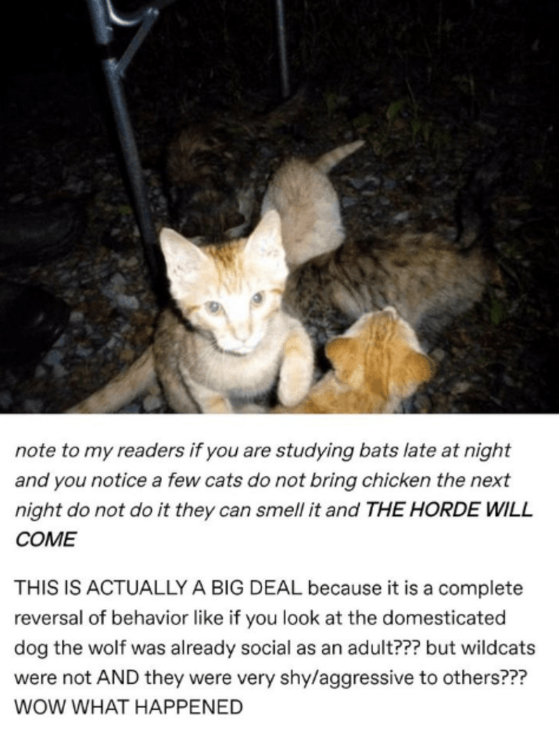 fauna - note to my readers if you are studying bats late at night and you notice a few cats do not bring chicken the next night do not do it they can smell it and The Horde Will Come This Is Actually A Big Deal because it is a complete reversal of behavio