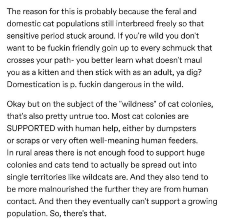 angle - The reason for this is probably because the feral and domestic cat populations still interbreed freely so that sensitive period stuck around. If you're wild you don't want to be fuckin friendly goin up to every schmuck that crosses your path you b