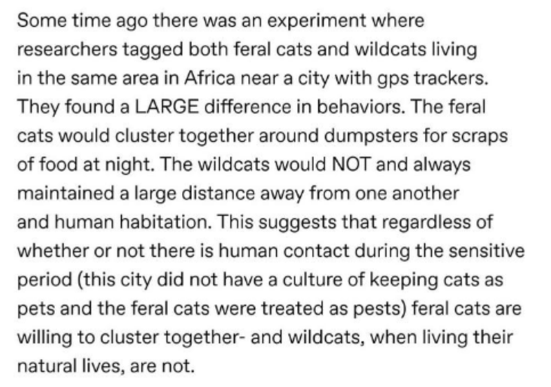 best day of my life paragraph - Some time ago there was an experiment where researchers tagged both feral cats and wildcats living in the same area in Africa near a city with gps trackers. They found a Large difference in behaviors. The feral cats would c