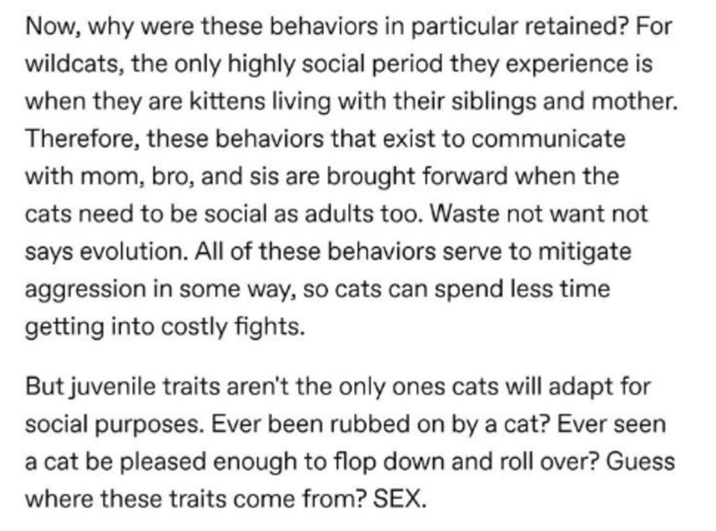 document - Now, why were these behaviors in particular retained? For wildcats, the only highly social period they experience is when they are kittens living with their siblings and mother. Therefore, these behaviors that exist to communicate with mom, bro