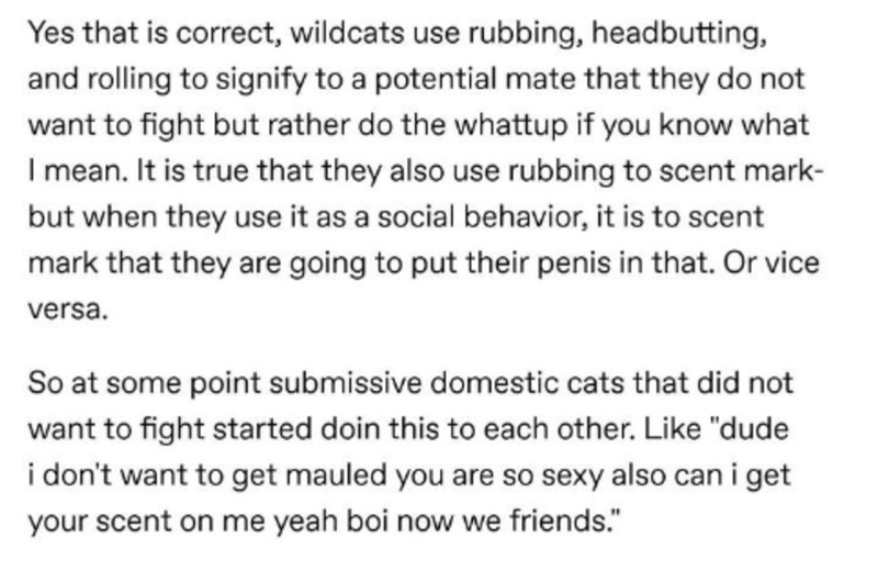 document - Yes that is correct, wildcats use rubbing, headbutting, and rolling to signify to a potential mate that they do not want to fight but rather do the whattup if you know what I mean. It is true that they also use rubbing to scent mark but when th