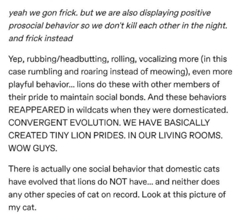 yeah we gon frick. but we are also displaying positive prosocial behavior so we don't kill each other in the night. and frick instead Yep, rubbingheadbutting, rolling, vocalizing more in this case rumbling and roaring instead of meowing, even more playful