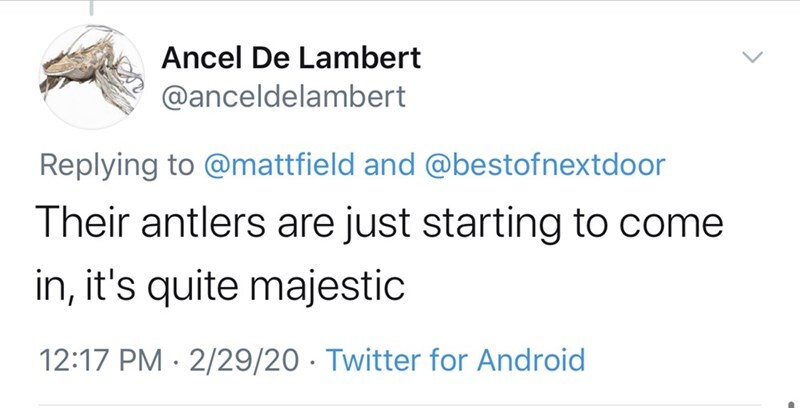 document - Ancel De Lambert and Their antlers are just starting to come in, it's quite majestic 22920 Twitter for Android