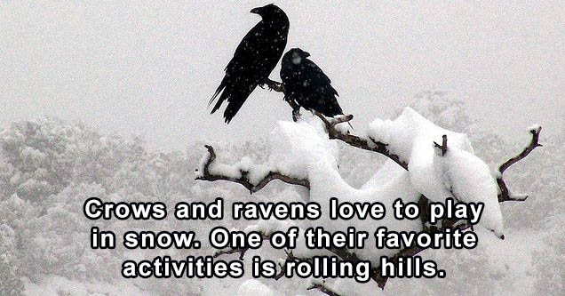 psalm 109 - Crows and ravens love to play in snow. One of their favorite activities is rolling hills.