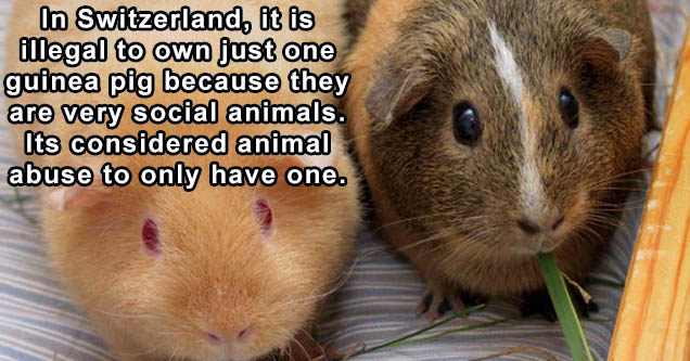 guinea pig price in delhi - In Switzerland, it is illegal to own just one guinea pig because they are very social animals. Its considered animal abuse to only have one.