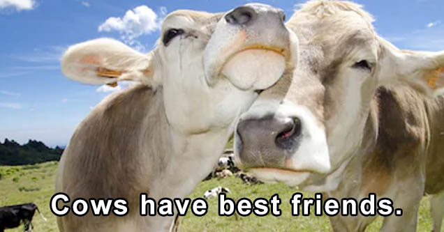 cows love - Cows have best friends.