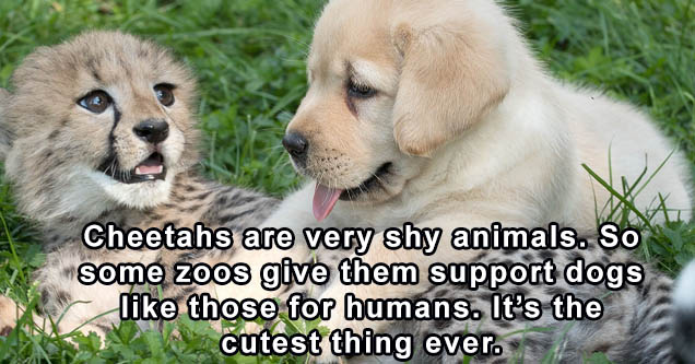 cheetah emotional support dog - Cheetahs are very shy animals. So some zoos give them support dogs those for humans. It's the cutest thing ever.