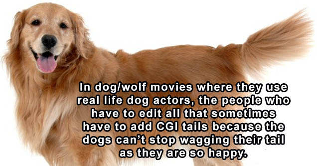 golden retriever - In dogwolf movies where they use real life dog actors, the people who have to edit all that sometimes have to add Cgi tails because the dogs can't stop wagging their tail as they are so happy