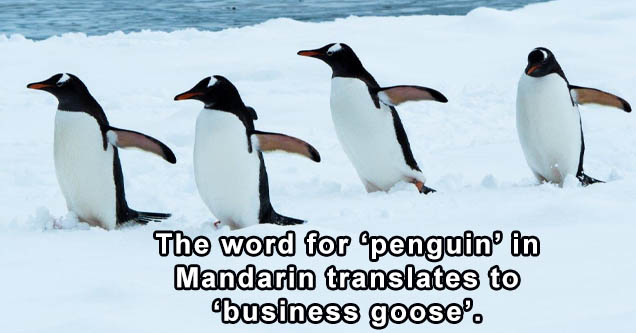Penguins - The word for penguin in Mandarin translates to business goose.