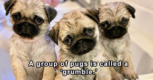 pug dog - A group of pugs is called a ogrumble.