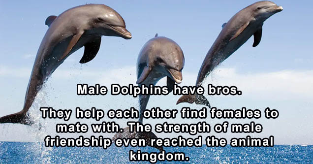 male dolphin - Male Dolphins have bros. They help each other find females to mate with. The strength of male friendship even reached the animal kingdom.