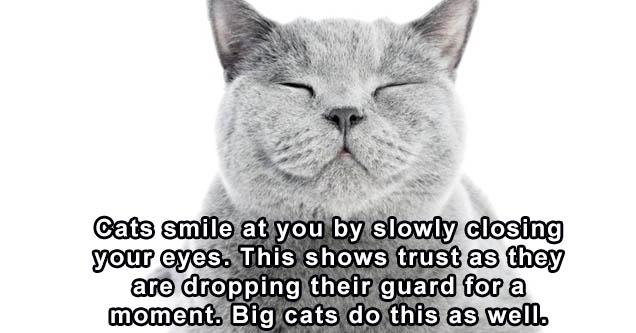 purring cat - Cats smile at you by slowly closing your eyes. This shows trust as they are dropping their guard for a moment. Big cats do this as well.