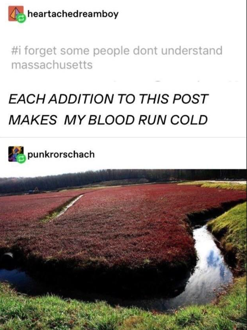 cranberry bog spiders - heartachedreamboy forget some people dont understand massachusetts Each Addition To This Post Makes My Blood Run Cold punkrorschach