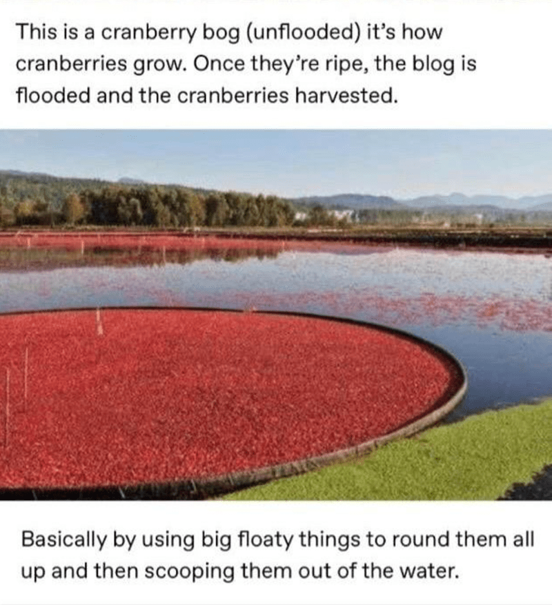 cranberry bog spiders - This is a cranberry bog unflooded it's how cranberries grow. Once they're ripe, the blog is flooded and the cranberries harvested. Basically by using big floaty things to round them all up and then scooping them out of the water.