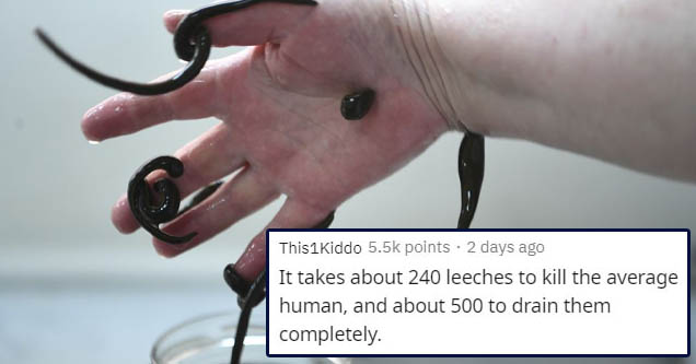 medical leech - This1Kiddo points. 2 days ago It takes about 240 leeches to kill the average human, and about 500 to drain them completely.