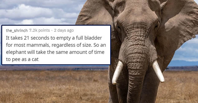african elephant - the_shrinch points. 2 days ago It takes 21 seconds to empty a full bladder for most mammals, regardless of size. So an elephant will take the same amount of time to pee as a cat