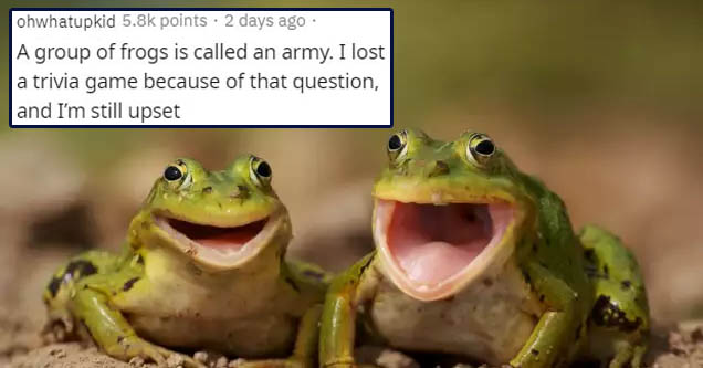 happy frogs - ohwhatupkid points2 days ago A group of frogs is called an army. I lost a trivia game because of that question, and I'm still upset