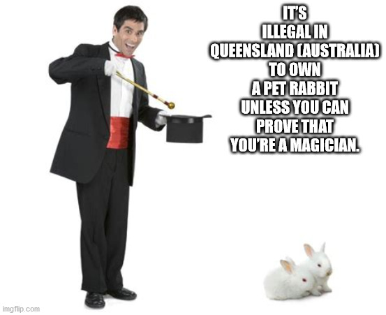 magician - It'S Illegal In Queensland Australia To Own A Pet Rabbit Unless You Can Prove That You'Re A Magician. imgflip.com