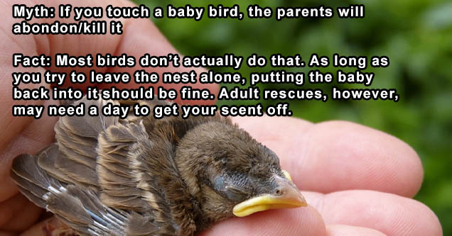 take care of a baby bird - Myth If you touch a baby bird, the parents will abondonkill it Fact Most birds don't actually do that. As long as you try to leave the nest alone, putting the baby back into it should be fine. Adult rescues, however, may need a 
