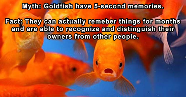 goldfish - Myth Goldfish have 5second memories. Fact They can actually remeber things for months and are able to recognize and distinguish their owners from other people.