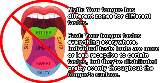 torpe quotes - Myth Your tongue has different zones for different tastes. Bitter Sour Sour Uma 11 Fact Your tongue tastes everything everywhere. Individual taste buds are more or less receptive to certain tastes, but they're distributed pretty evenly thro