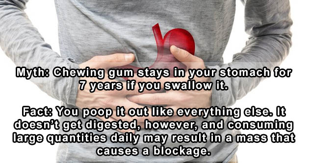comprometimento no trabalho - Myth Chewing gum stays in your stomach for 7 years if you swallow it. Fact You poop it out everything else. It doesn't get digested, however, and consuming large quantities daily may result in a mass that causes a blockage.