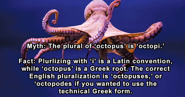 octopus - ' ' Myth The plural of 'octopus' is 'octopi.' Fact Plurlizing with 'i' is a Latin convention, while 'octopus' is a Greek root. The correct English pluralization is 'octopuses,' or 'octopodes if you wanted to use the technical Greek form.