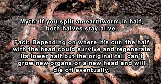 worms - Myth If you split an earthworm in half, both halves stay alive. Fact Depending on where it's cut, the half with the head could survive and regenerate its lower half, but the original tail can't grow new organs or a new head and will die off eventu