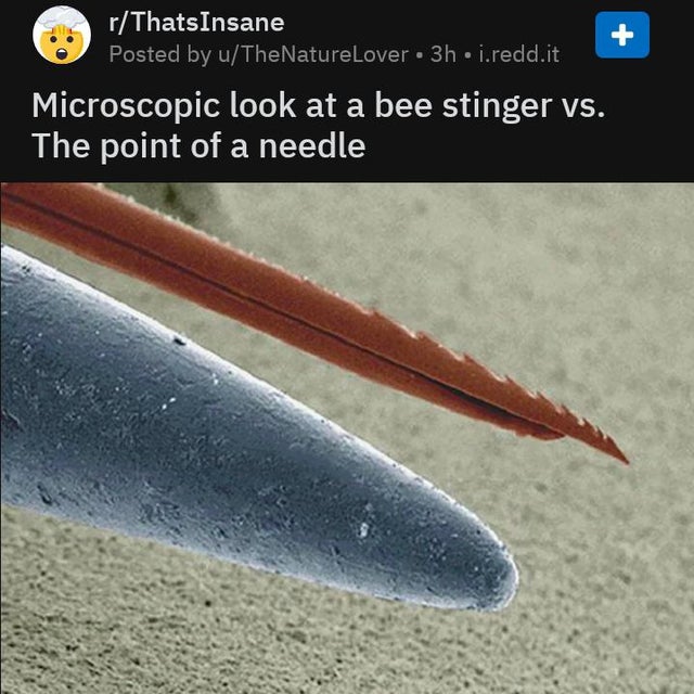 nature photo - bee stinger - rThats Insane Posted by uTheNatureLover 3h i.redd.it Microscopic look at a bee stinger vs. The point of a needle