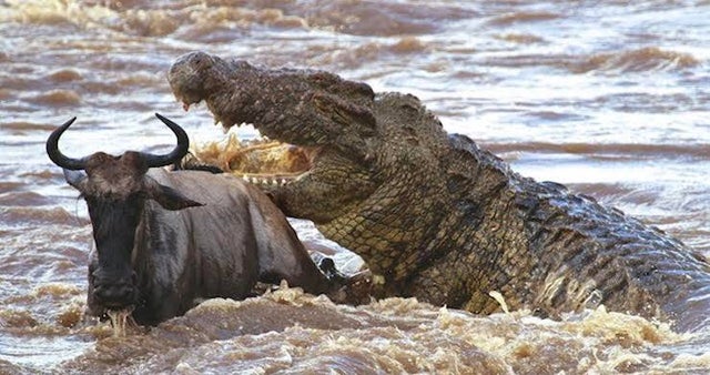 nature photo - serengeti crocodile