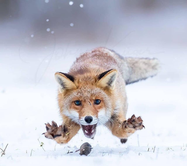 nature photo - fox with mouse - 1 |