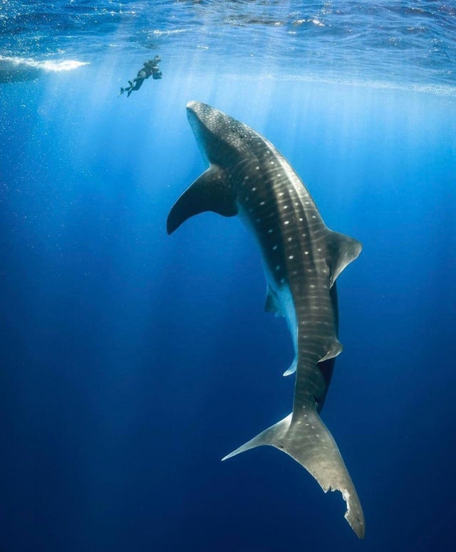 nature photo - huge whale shark
